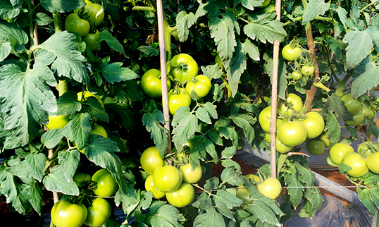 安徽省巢湖市中垾镇番茄种植户