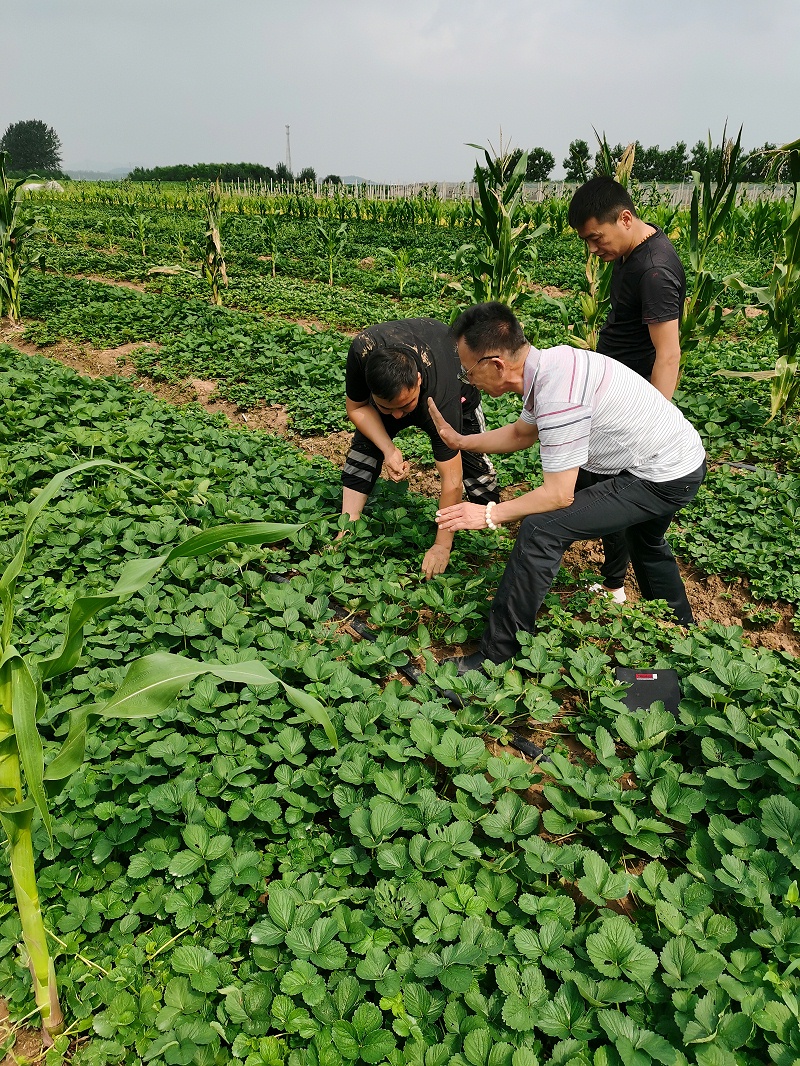 3，刘运广教授指导农户培育草莓苗。
