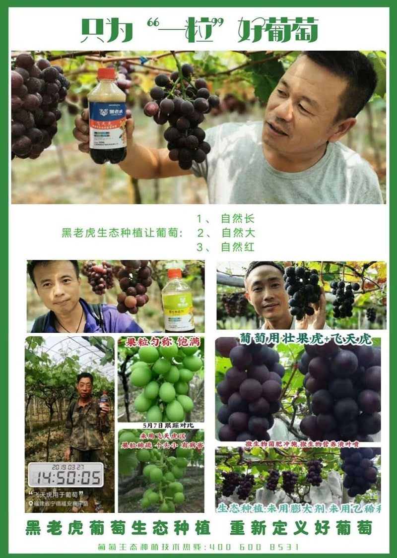 瑞博特生态种植葡萄