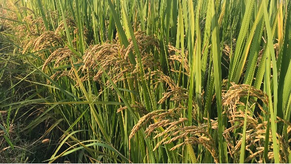 如何种植有机米？黑老虎帮你种出绿色生态有机大米！