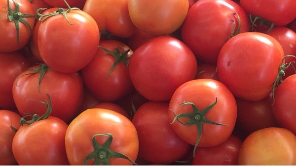 大棚番茄管理技术，怎样预防高温对番茄导致的危害呢？