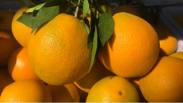 如何提高赣南脐橙产量和品质？关键在于脐橙花芽分化数量和质量！