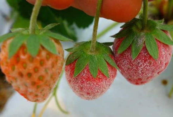 草莓白粉病果实