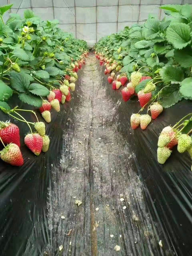 按照瑞博特草莓生态种植方案施肥的草莓