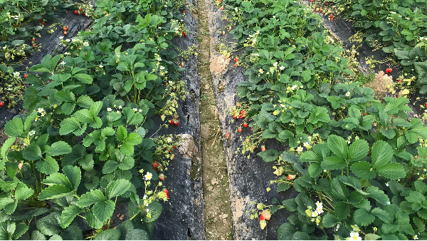 草莓的根太短用什么肥？草莓根系生长慢怎么办？