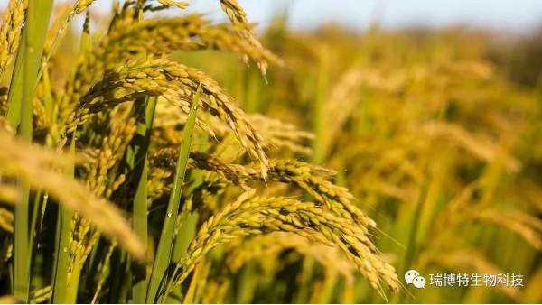 长效虎复合微生物菌肥:水稻高产展虎威