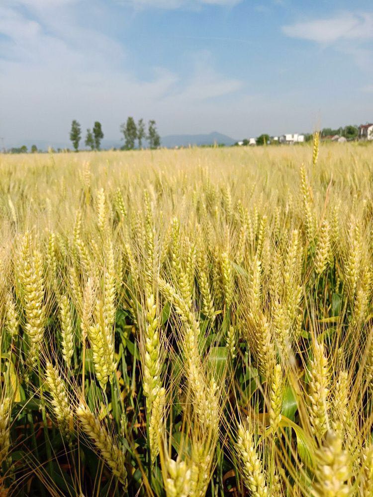 1，含山县家庭农场王总试种的小麦与众不同