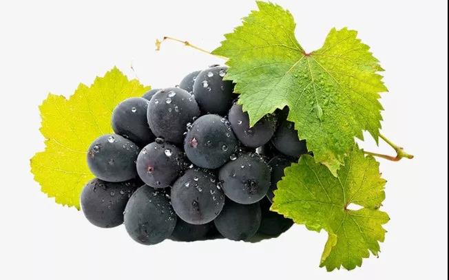 生态种植方案种植的葡萄
