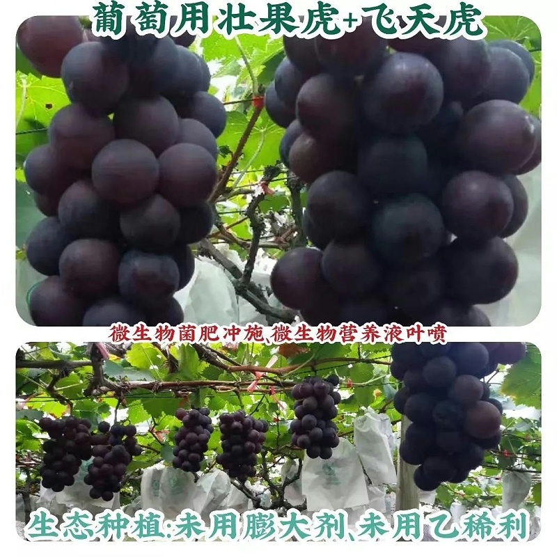使用瑞博特生态种植方案种出来的葡萄