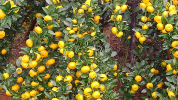 柑橘用什么肥料甜？黑老虎生物菌肥助力南丰蜜桔