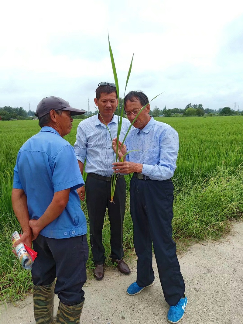 黄老师与农户一起交流水稻种植