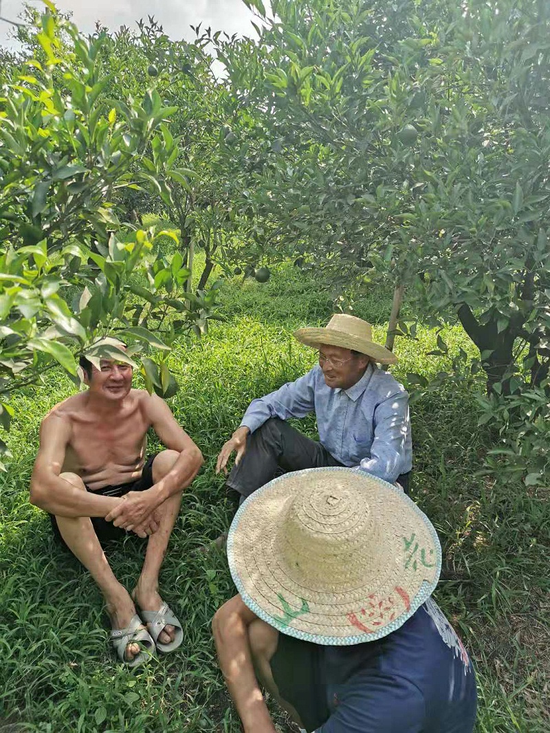 在眉山市白马镇许村，给胡先生讲解种植技术2