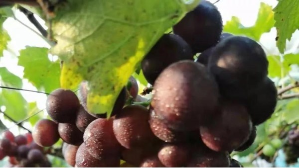 生态种植的葡萄