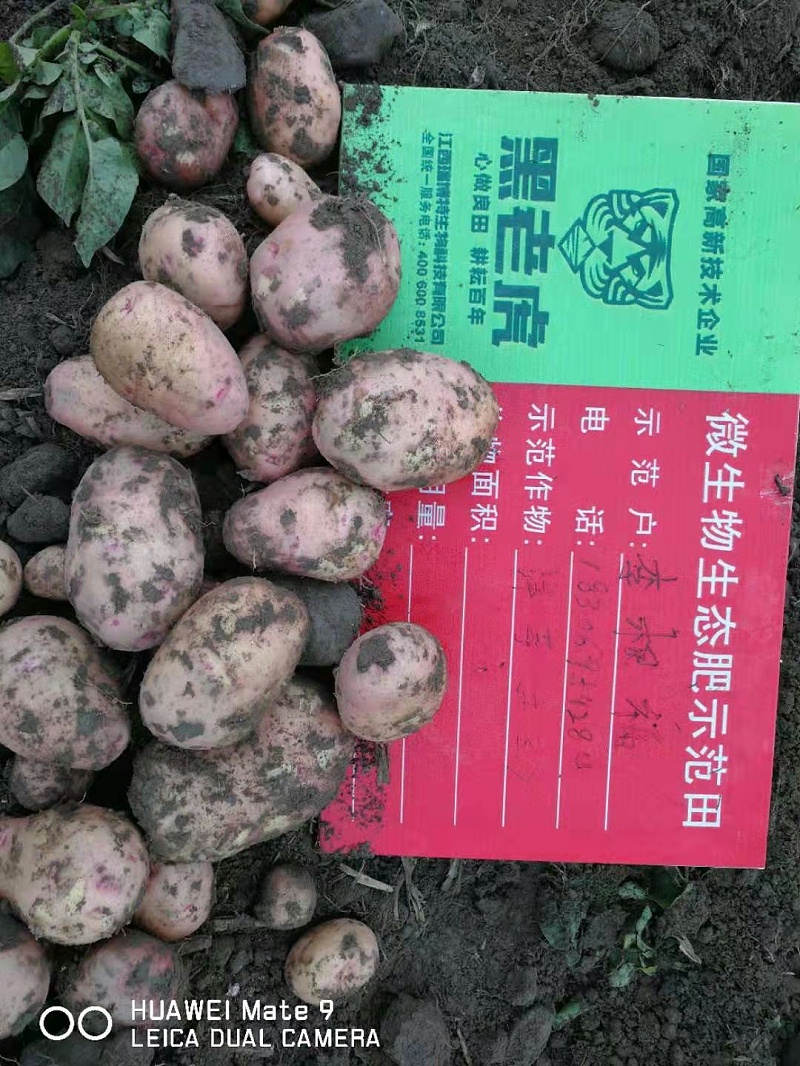 刚挖出来进行测产的生态种植土豆