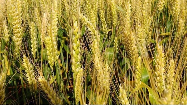 小麦如何施肥才能高产？一起去看看天长市张大哥家用的什么肥。