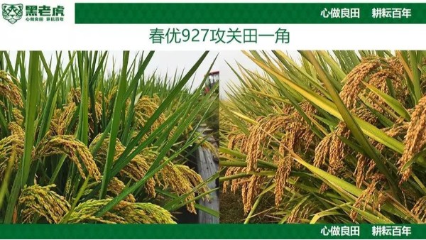 水稻施什么肥，水稻专用肥哪个牌子好？水稻怎么种能高产？