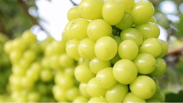 葡萄成熟前软果、果粒脱落怎么办？