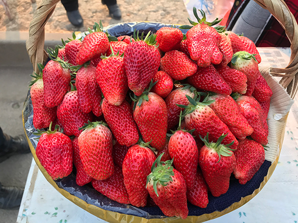 王剑家的草莓香甜宜人