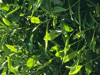茶叶生态种植技术方案，茶叶用什么肥料好？