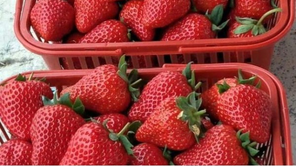 草莓高产栽培，草莓什么时候定植好？