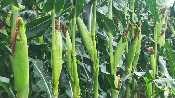 玉米怎么施肥产量高？看看别人亩产1700斤的玉米用什么肥料？