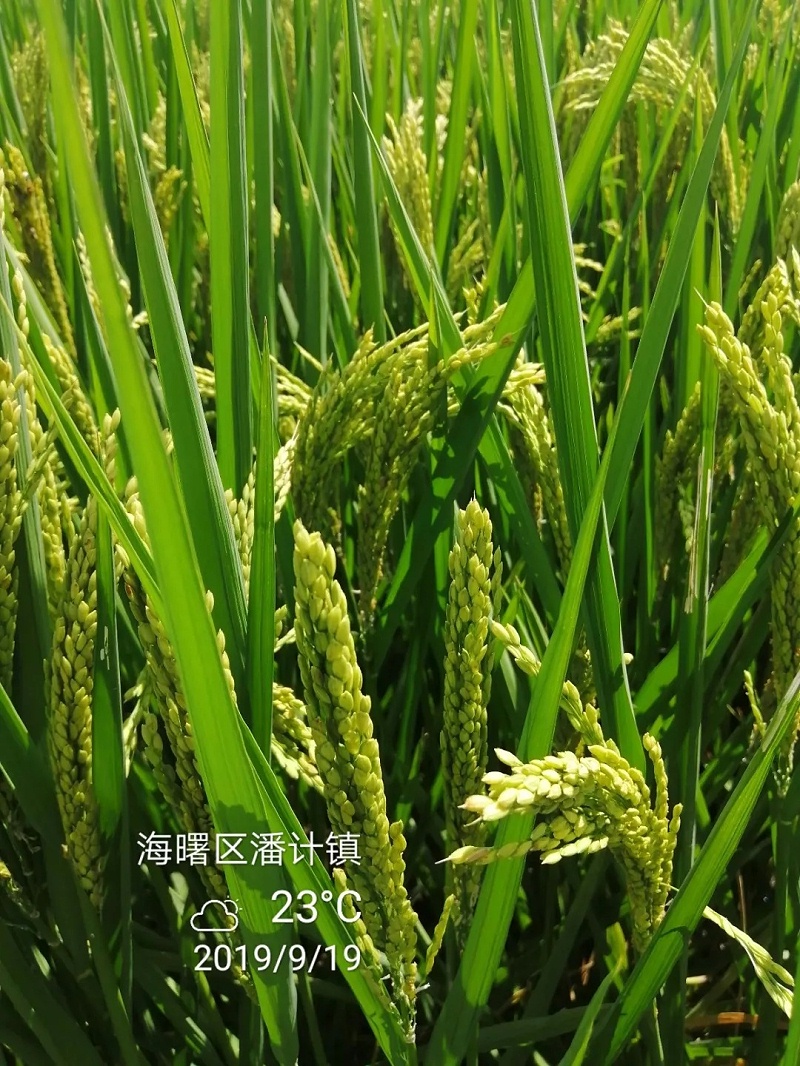使用瑞博特生态种植方案种植的优质稻