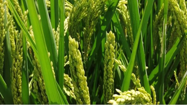 水稻生态种植方案种出的优质稻