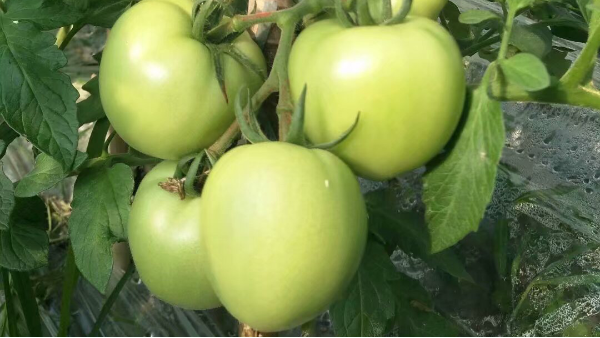 西红柿膨果期用什么肥？