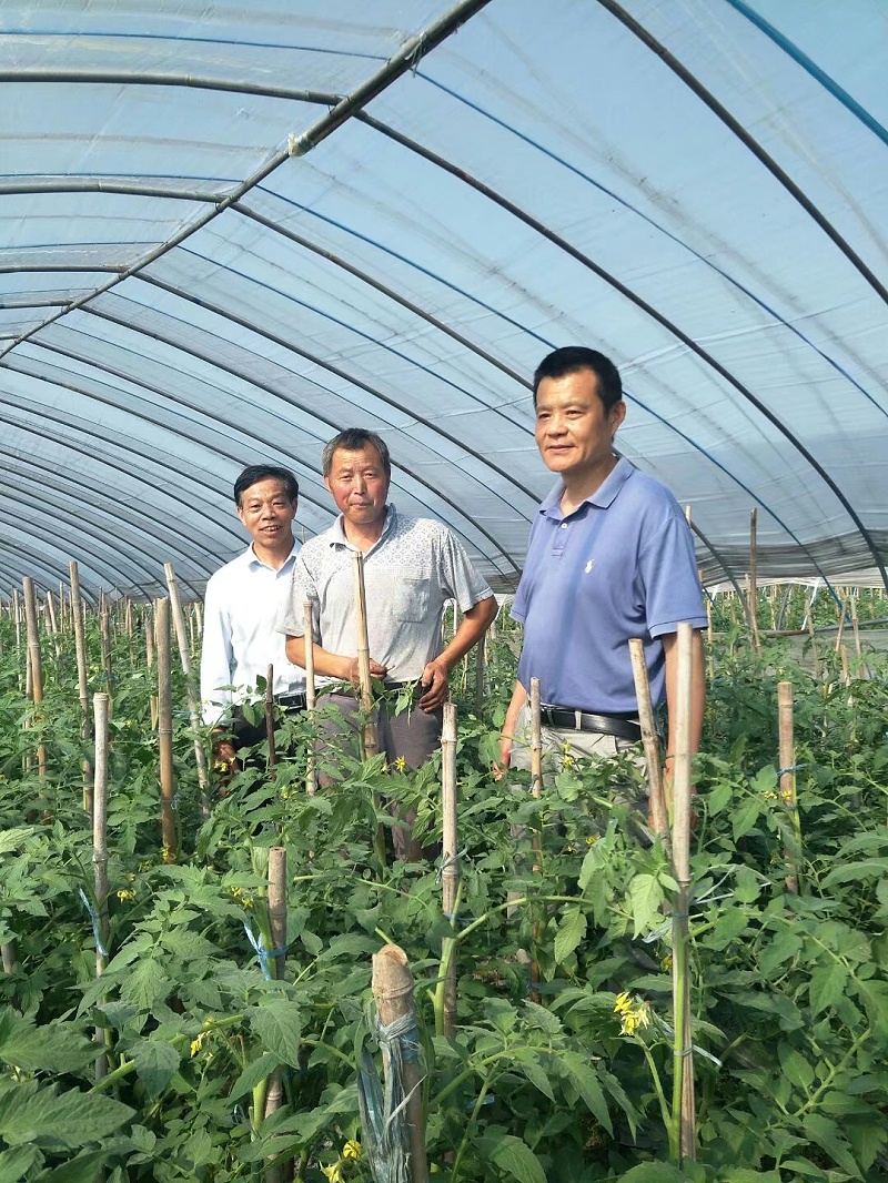4，瑞博特技术总监章高虎（左）、沈家仁（中）、合肥总代理赵富山在番茄大棚讨论后期管理办法。
