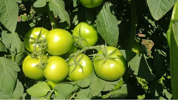 西红柿果实长不大怎么办？西红柿保果用什么肥料？