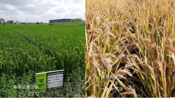 如何破解优质稻不高产的农业传统难题？水稻用什么肥料能高产？