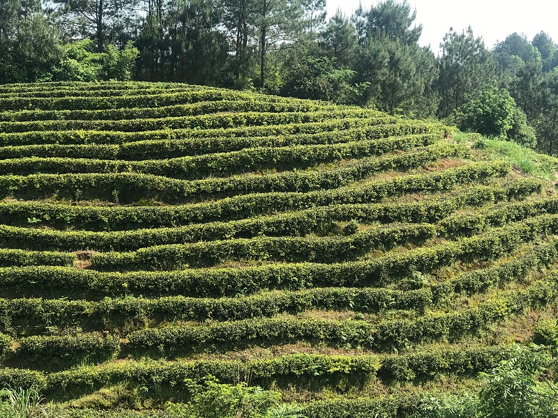 用瑞博特生态种植方案种植的茶山