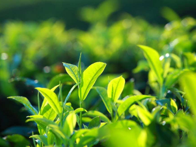 怎样施肥才有好绿茶？绿茶生态种植施肥方案！