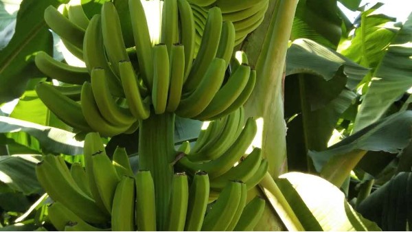 香蕉施什么肥料？“黑老虎生物菌肥”：缅甸北部呈虎威