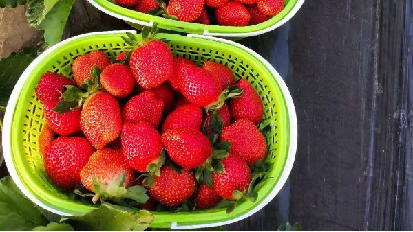 草莓膨果期怎样追施肥料？