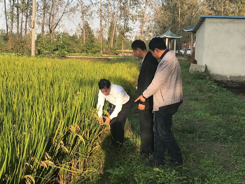 3,张建昌（中）和江西瑞博特生物科技有限公司副总章高虎（左一）在观察荃香19水稻长势。
