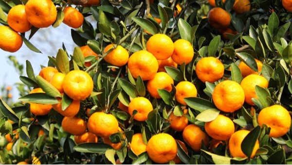 柑橘高产施肥技术？防病提质是良方