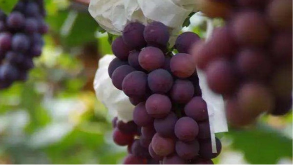 葡萄用什么肥料？叶面肥的氮肥选什么您知道么