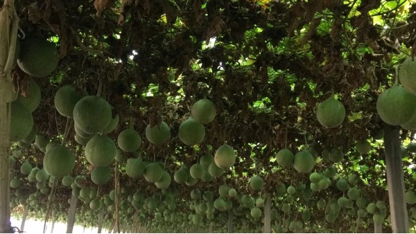 瓜蒌生态种植方案——亩产512斤，创高产历史记录