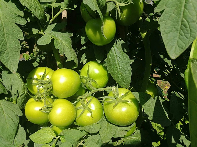 生态种植番茄