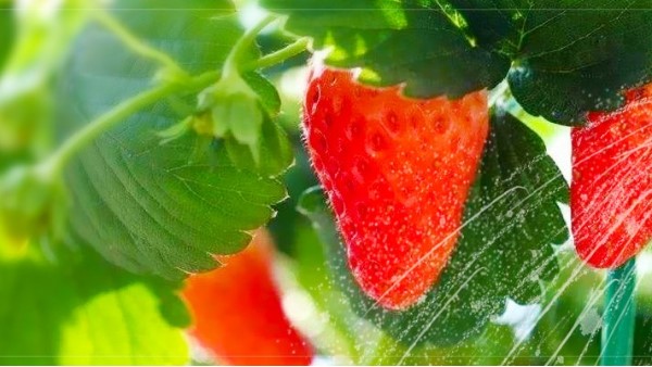 草莓如何施肥？草莓怎么施肥好？