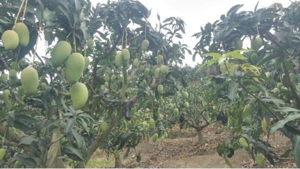 芒果树用什么肥料最好？黑老虎芒果生态种植方案！