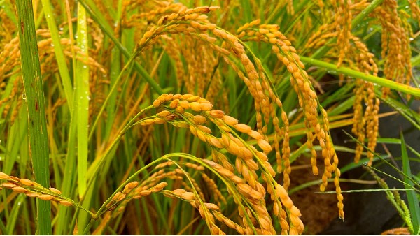 “黑老虎”水稻营养套餐肥 助您轻松应对“高价肥”新时代