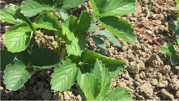 夏季草莓育苗地浇水施肥需要注意什么？