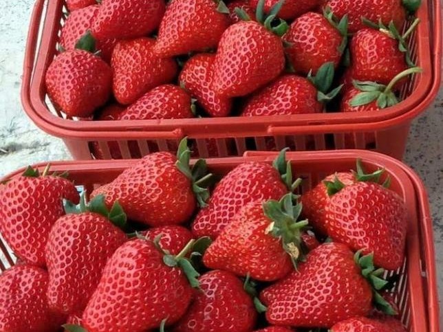 草莓生态种植全程营养方案
