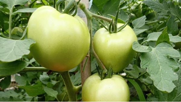 西红柿用什么肥料？”天护“系列微生物菌肥、菌剂