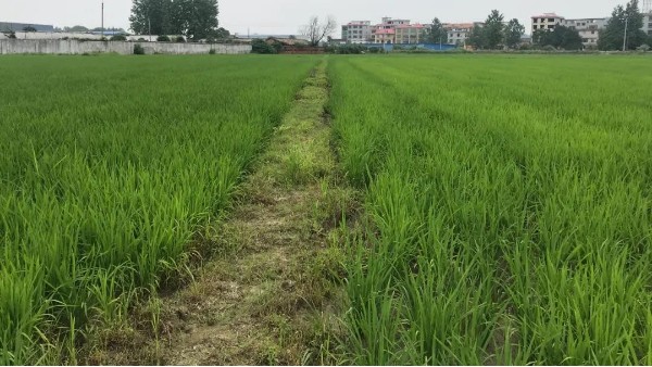 水稻用什么肥料好？稻麦欢水稻专用肥怎么样？