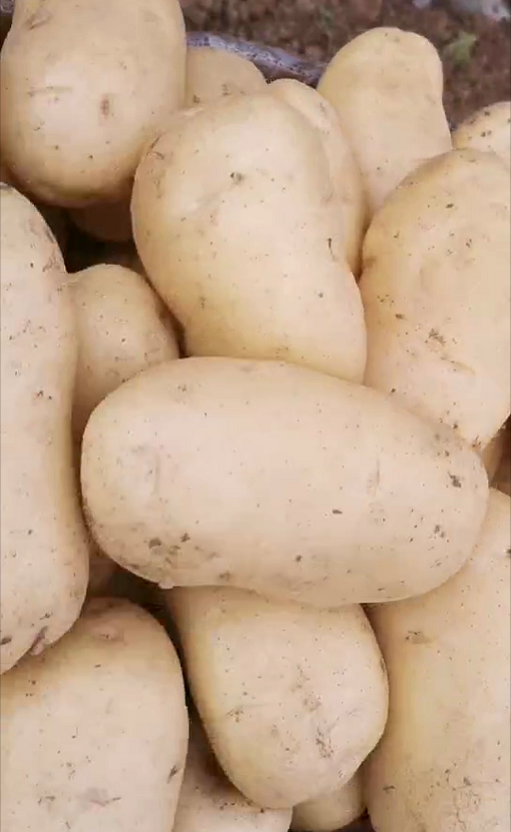 用复合微生物肥种出来的土豆